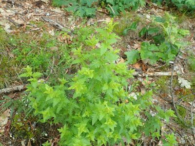 Aureolaria pedicularia, photographed by Lynn Harper