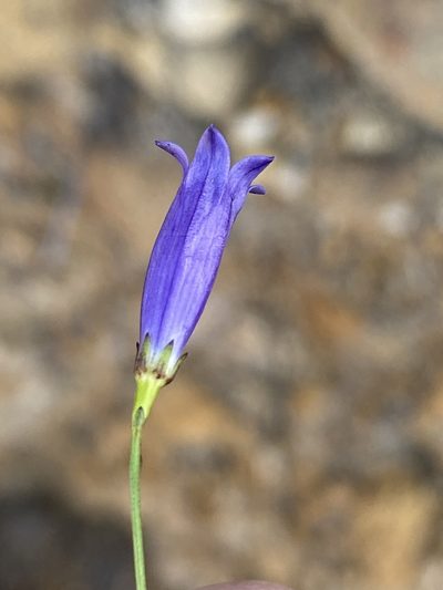 Siphocodon spartioides, photographed by Dave U