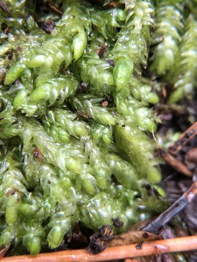 Plagiothecium curvifolium, photographed by Young Jun Lee