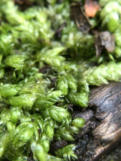 Plagiothecium curvifolium, photographed by Young Jun Lee