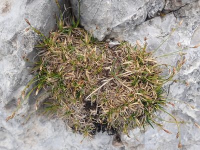 Carex firma, photographed by agujaceratops