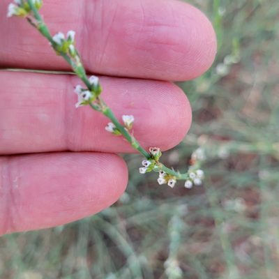 Polygonum equisetiforme, photographed by Dan Horowitz