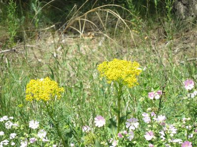 Isatis tinctoria, photographed by Дарья Орлова