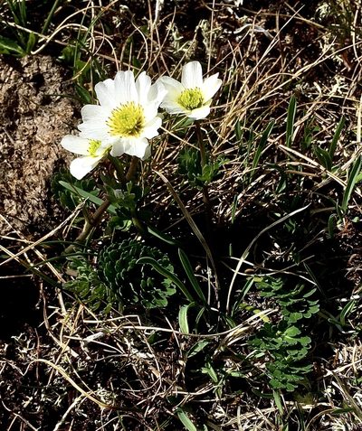 Callianthemum coriandrifolium, photographed by Karsten Rohweder