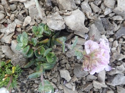 Noccaea rotundifolia, photographed by agujaceratops