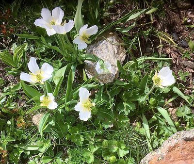 Ranunculus kuepferi, photographed by Karsten Rohweder