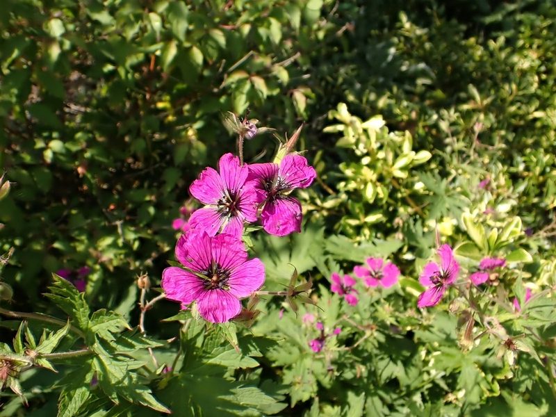 Geranium psilostemon, photographed by SK53