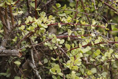 Portulacaria afra, photographed by Tony Rebelo