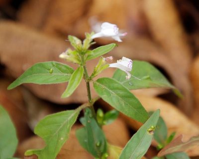 Hypoestes forskaolii, photographed by Tony Rebelo