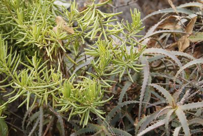 Senecio barbertonicus, photographed by Tony Rebelo
