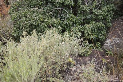 Rhynchosia nitens, photographed by Tony Rebelo