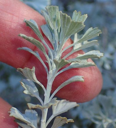 Pentzia dentata, photographed by Nicola van Berkel