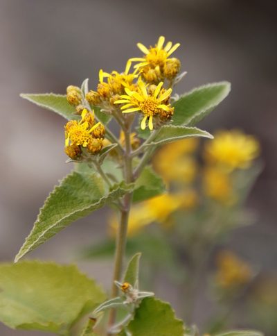 Anisopappus junodii, photographed by Tony Rebelo
