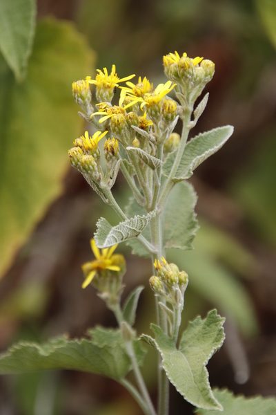 Anisopappus junodii, photographed by Tony Rebelo