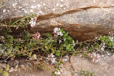 Crassula sarmentosa, photographed by Tony Rebelo