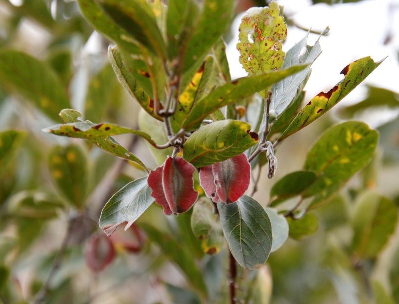 Combretum moggii, photographed by Tony Rebelo