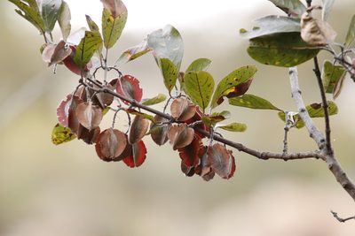Combretum moggii, photographed by Tony Rebelo