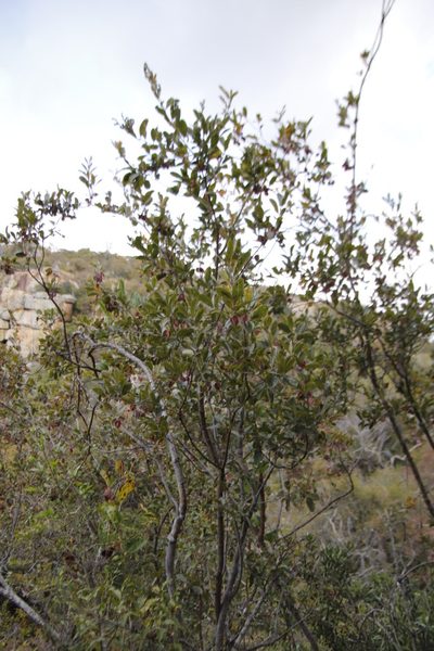 Combretum moggii, photographed by Tony Rebelo