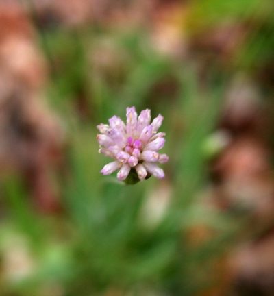 Emilia transvaalensis, photographed by M Kriek