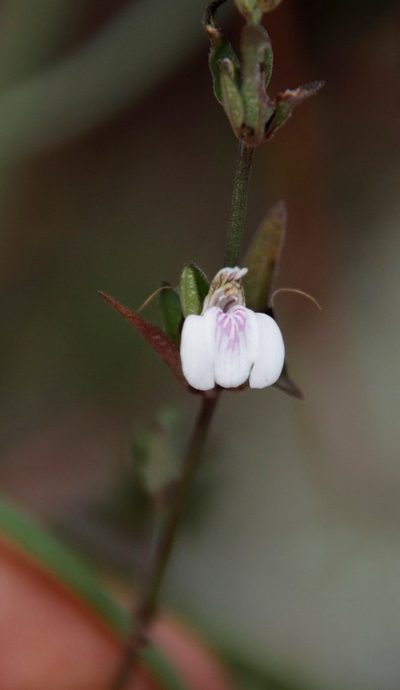 Justicia protracta, photographed by Tony Rebelo