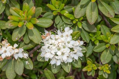 Rhododendron columbianum, photographed by Don Loarie