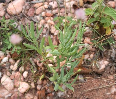 Emilia transvaalensis, photographed by M Kriek