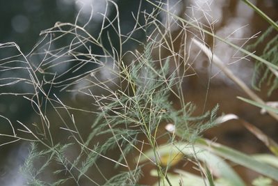 Asparagus virgatus, photographed by Tony Rebelo