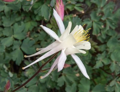 Aquilegia pubescens, photographed by Don Loarie