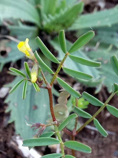 Hippocrepis unisiliquosa, photographed by Karim Haddad