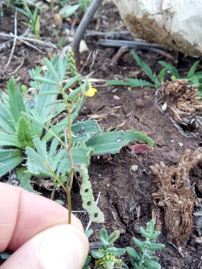 Hippocrepis unisiliquosa, photographed by Karim Haddad