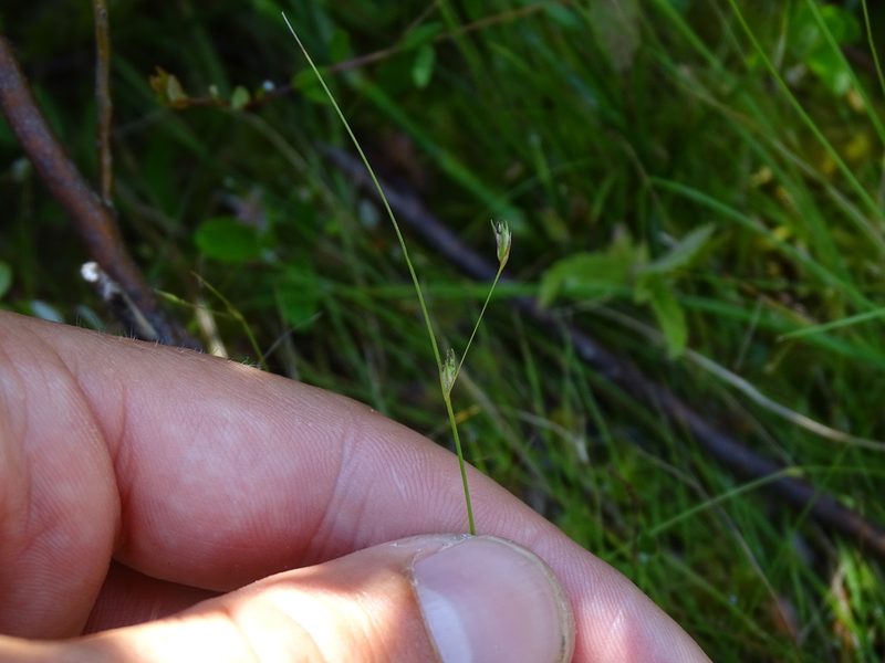 Carex billingsii, photographed by Reuven Martin