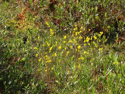 Utricularia cornuta, photographed by Reuven Martin