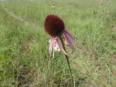 Echinacea angustifolia, photographed by Thomas Koffel