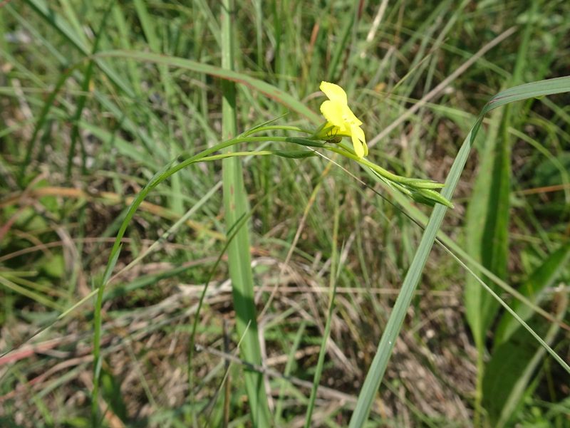 Linum sulcatum, photographed by Thomas Koffel