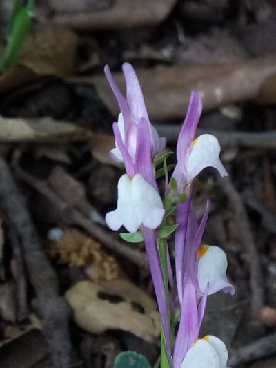 Linaria virgata, photographed by Karim Haddad