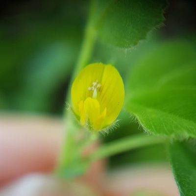 Medicago doliata, photographed by Mehdi Chetibi
