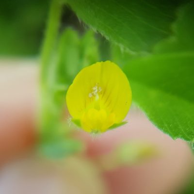 Medicago doliata, photographed by Mehdi Chetibi