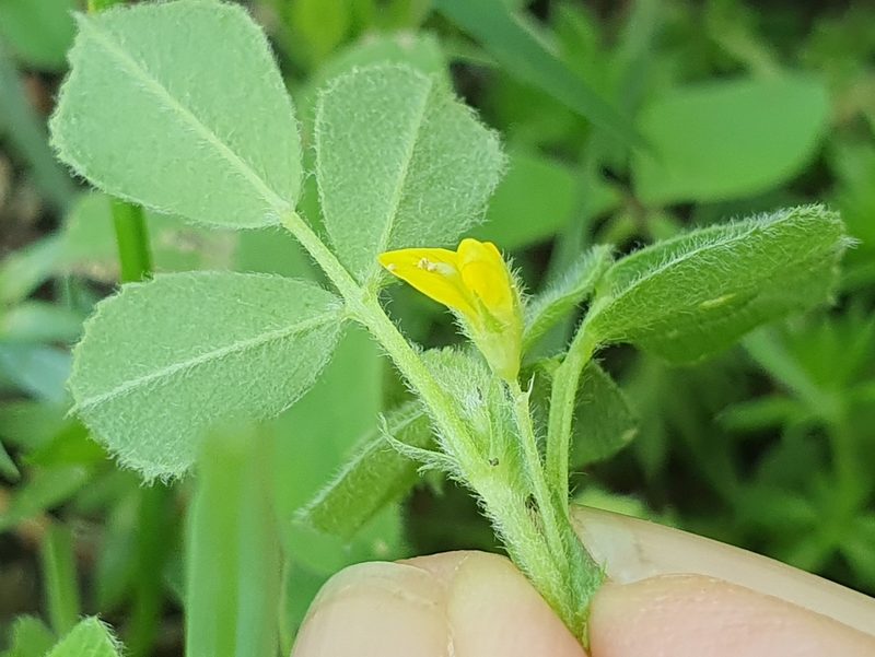 Medicago doliata, photographed by Mehdi Chetibi