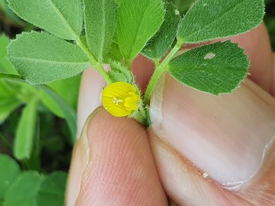 Medicago doliata, photographed by Mehdi Chetibi