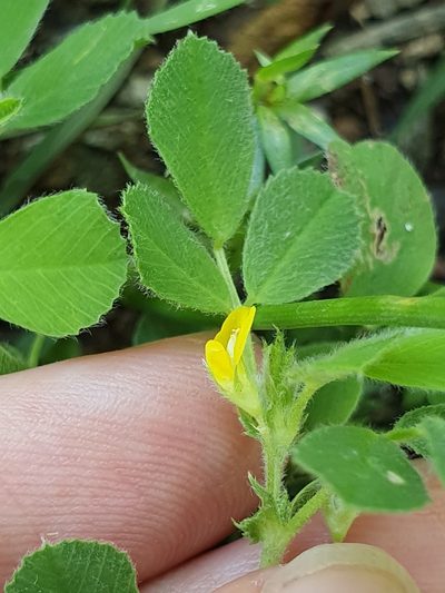 Medicago doliata, photographed by Mehdi Chetibi