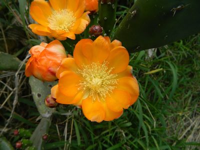 Opuntia elata, photographed by Eduardo Luis Beltrocco