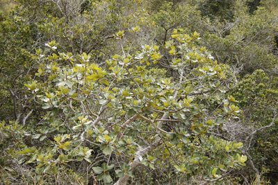 Ficus abutilifolia, photographed by Tony Rebelo