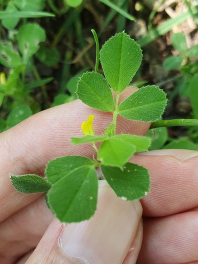 Medicago doliata, photographed by Mehdi Chetibi