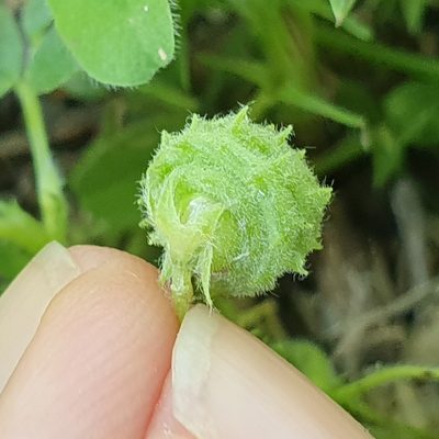 Medicago doliata, photographed by Mehdi Chetibi