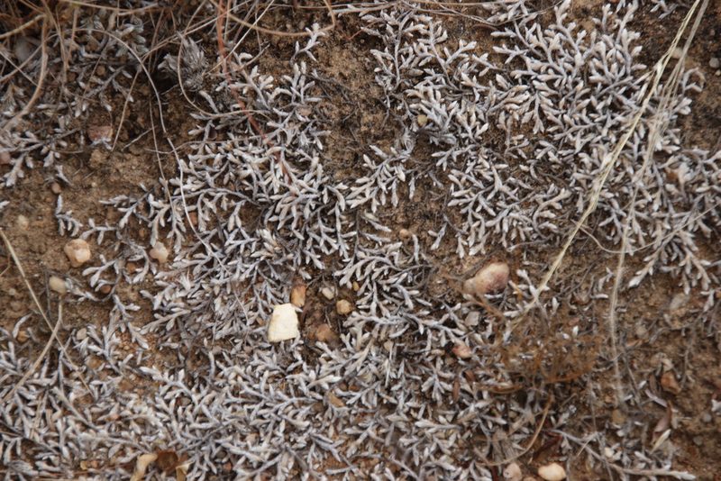 Selaginella dregei, photographed by Tony Rebelo