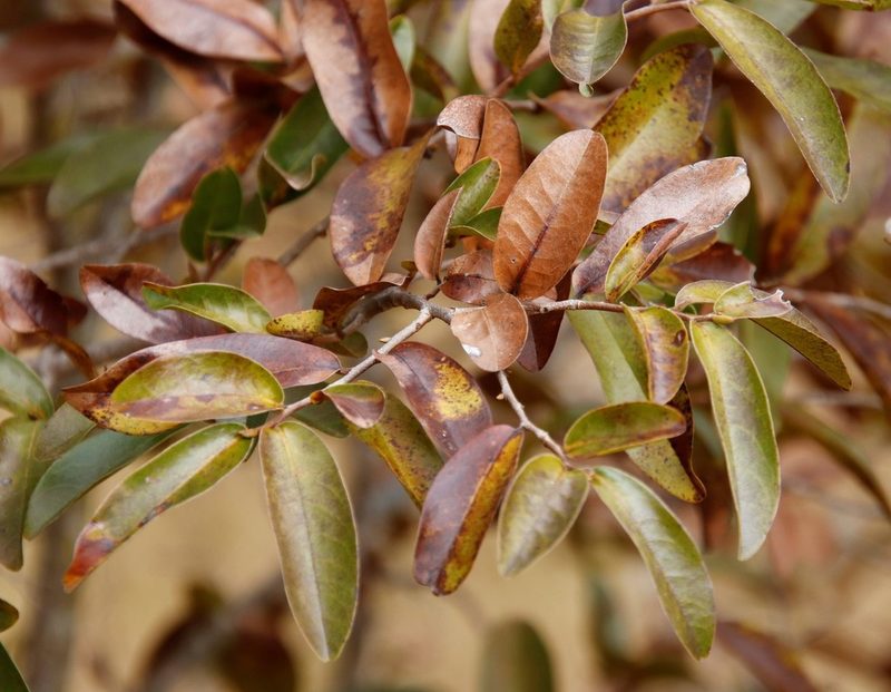 Hexalobus monopetalus, photographed by Tony Rebelo