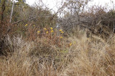 Senecio pleistocephalus, photographed by Tony Rebelo