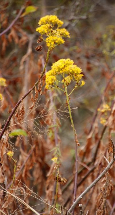 Senecio pleistocephalus, photographed by Tony Rebelo