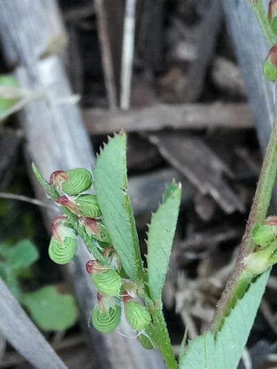 Melilotus sulcatus, photographed by Karim Haddad