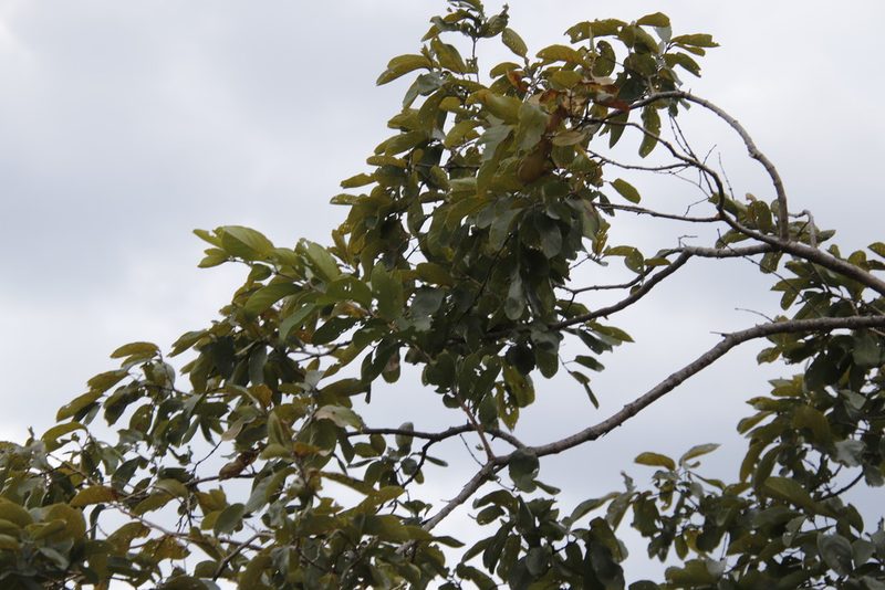 Combretum zeyheri, photographed by Tony Rebelo